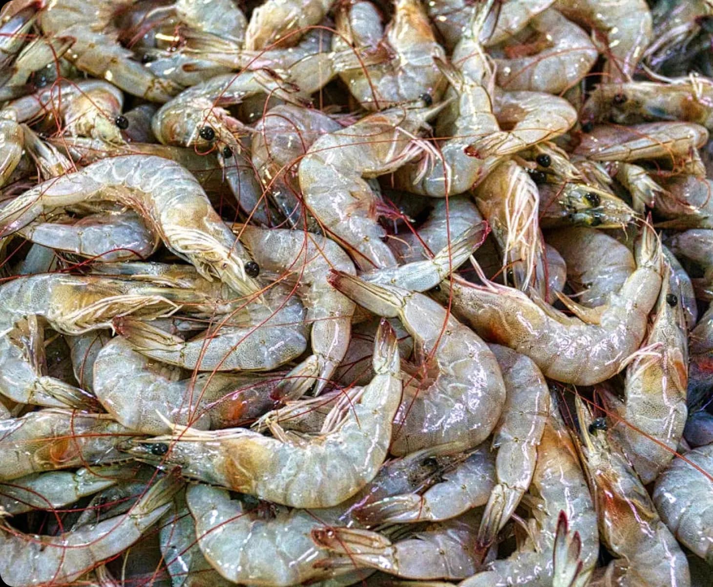 Fresh seafood display